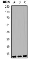 HIST1H3H Antibody
