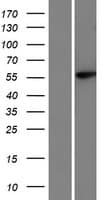 HHLA1 Protein (Over-Expression Lysate Myc-DDK (Flag))