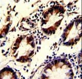 KLF4 Antibody