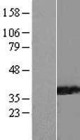 PPIL6 Protein (Over-Expression Lysate Myc-DDK (Flag))
