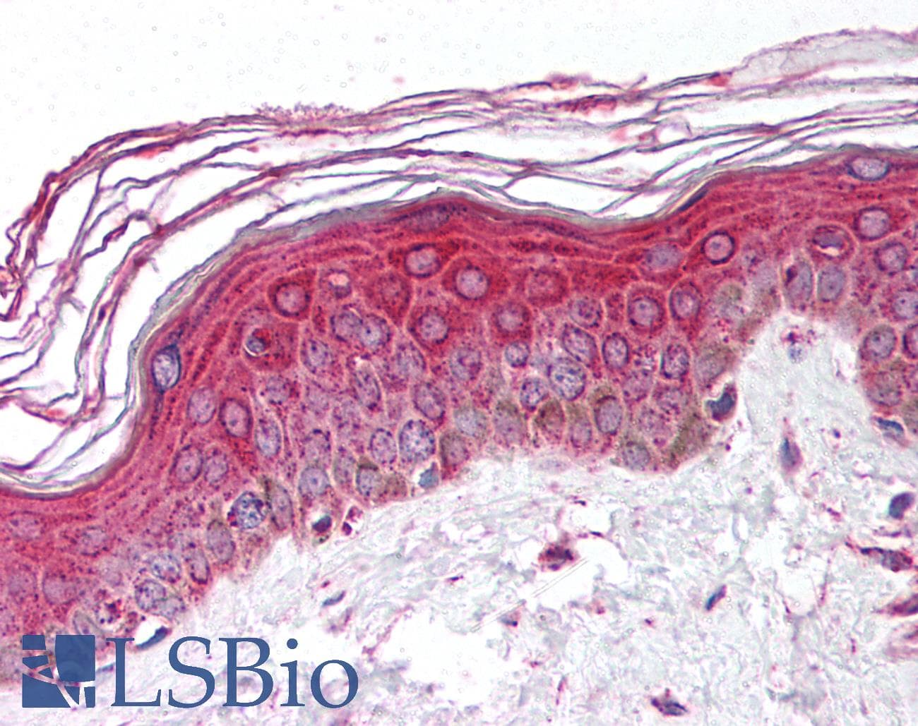 IHC-plus™ Polyclonal Rabbit anti-Human PTPRR Antibody (aa249-265, IHC)
