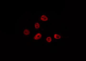 ZNF292 Antibody
