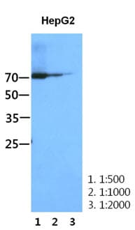 IHC-plus™ STAT1 Antibody (aa1-712, clone AT1FA)