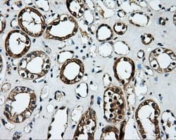 PLEK / Pleckstrin Antibody (clone OTI4F10, Carrier-free)