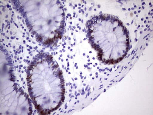 MCM2 Antibody (clone OTI1G4)