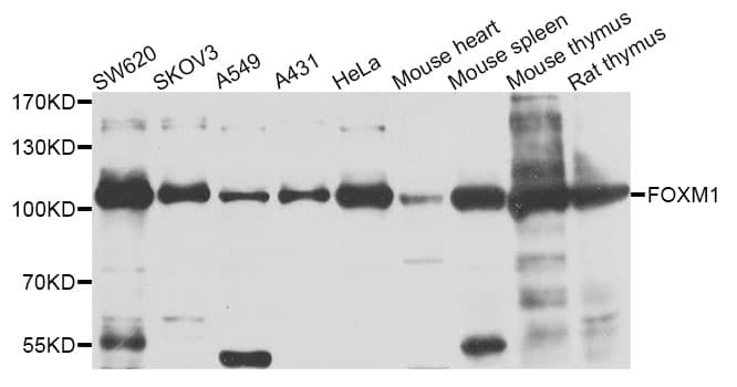FOXM1 Antibody