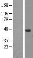 EXO5 / Exonuclease 5 Protein (Over-Expression Lysate Myc-DDK (Flag))