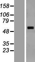 SARS2 / SYS Protein (Over-Expression Lysate Myc-DDK (Flag))