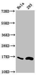 HIST1H3A Antibody