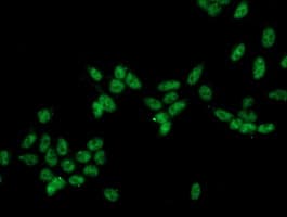Monoclonal Mouse anti-Human CRYZL1 Antibody (clone OTI1B3, IF, WB)