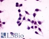PathPlus™ GPR27 Antibody (C-Terminus)
