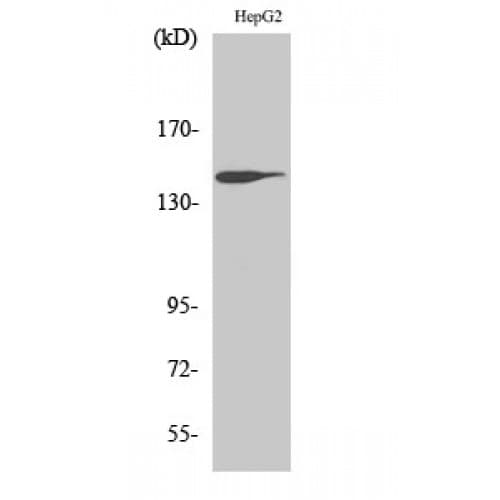 Polyclonal Rabbit anti-Human NTRK2 / TRKB Antibody (640-720 aa, IHC, WB)