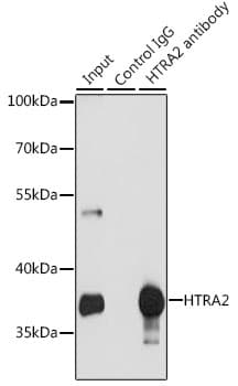 Polyclonal Rabbit anti-Human HTRA2 / OMI Antibody (IHC, WB)