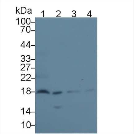 EDF1 / MBF1 Antibody (aa2-148, APC)