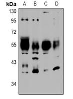 NTSR2 / NTR2 Antibody
