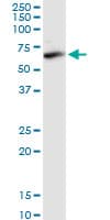 Monoclonal Mouse anti-Human FAAH Antibody (clone 2G8, WB)