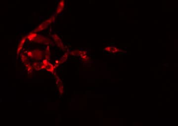 Polyclonal Rabbit anti-Human TPT1 / TCTP Antibody (IHC, IF, WB)