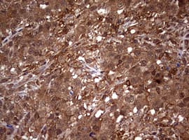 USP44 Antibody (aa420-712, clone OTI1A9)