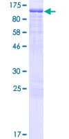 Human FXR2 Protein (Recombinant GST)