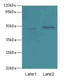 AZIN1 Antibody