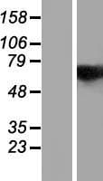 COAA / RBM14 Protein (Over-Expression Lysate Myc-DDK (Flag))