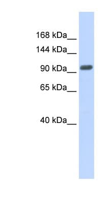 ZNF512B Antibody (aa539-588)
