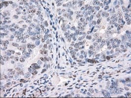 PPP5C Antibody (clone OTI6C2)