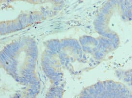 BCL2L14 / BCL-G Antibody (aa1-327)