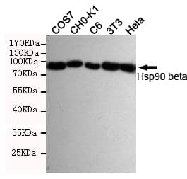 HSP90AB1 / HSP90 Alpha B1 Antibody