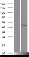 CYP3A43 Protein (Over-Expression Lysate Myc-DDK (Flag))