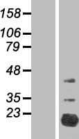 FAM210A Protein (Over-Expression Lysate Myc-DDK (Flag))