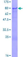 Human SOX10 Protein (Recombinant GST)