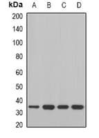 MDH / MDH2 Antibody