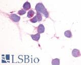 IHC-plus™ ADGRE2 / EMR2 Antibody (N-Terminus)