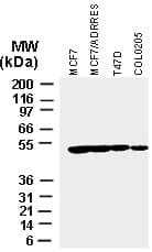 XIAP Antibody (aa163-230)