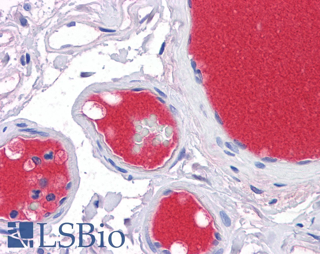 IHC-plus™ Complement C3 Antibody (clone 5F9)