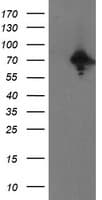 PPP1R15A / GADD34 Antibody (clone OTI1E1)