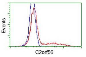 NDUFAF7 Antibody (clone OTI6F10)