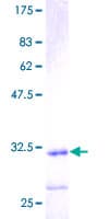 Human ANAPC11 / APC11 Protein (Recombinant GST)