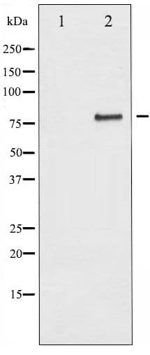 CHUK / IKKA / IKK Alpha Antibody