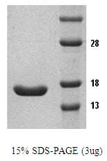 Human TNF Alpha Protein (Recombinant)