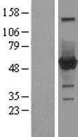 CNDP2 Protein (Over-Expression Lysate Myc-DDK (Flag))