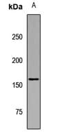 ARHGEF11 Antibody