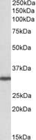 IHC-plus™ GNB2L1 / RACK1 Antibody (aa133-147)