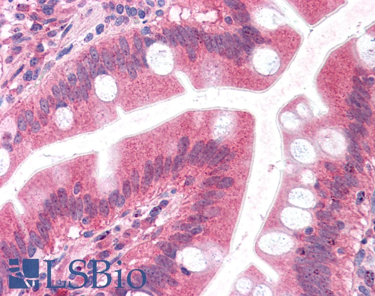 IHC-plus™ Polyclonal Rabbit anti-Human EMB/ Embigin Antibody (C-Terminus, IHC)