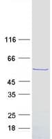 Human SPZ1 Protein (Recombinant Myc-DDK (Flag))