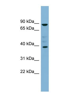 MARCH8 Antibody (C-Terminus)