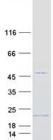Human TMEM242 / C6orf35 Protein (Recombinant Myc-DDK (Flag))