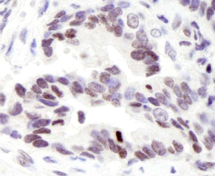 NCOA6 / ASC-2 Antibody (aa2000-C-term)