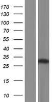 VPS26A / VPS26 Protein (Over-Expression Lysate Myc-DDK (Flag))